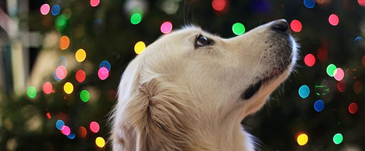 Being pet friendly this Christmas - GudFur Ltd