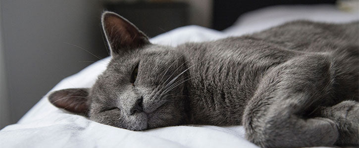 Why do cats sleep so much?