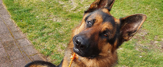 Why do dogs tilt their head?