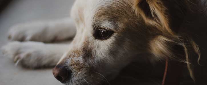 Blog image GudFur How to recognize signs of illness in your dog