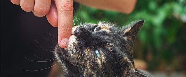 Why do cats bite?
