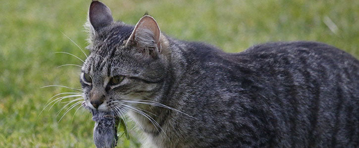 Why do cats bring their kills to their humans? 