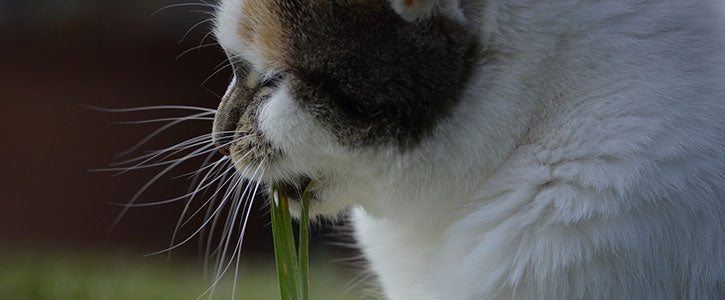 Why do cats eat grass?
