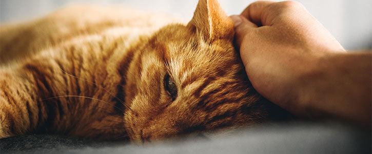 Why do cats purr?