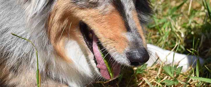 Why do dogs eat grass? - GudFur Ltd