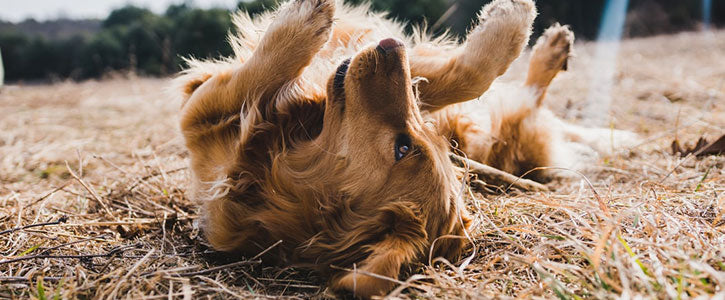 Why do dogs roll around in fox poo?