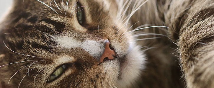 Cat Swollen Leg Joint - GudFur Ltd