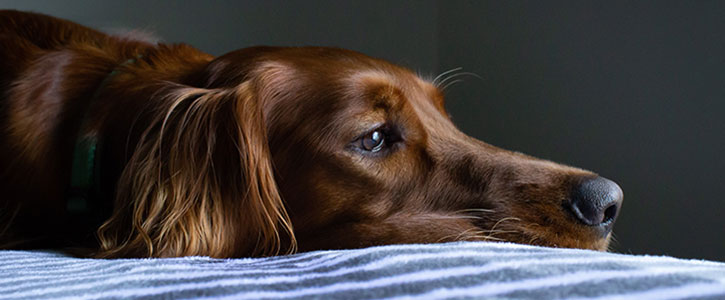 Chronic pain can impact your pets health - GudFur Ltd
