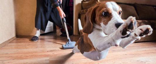 GudFur Blog Why are dogs afraid of Hoovers