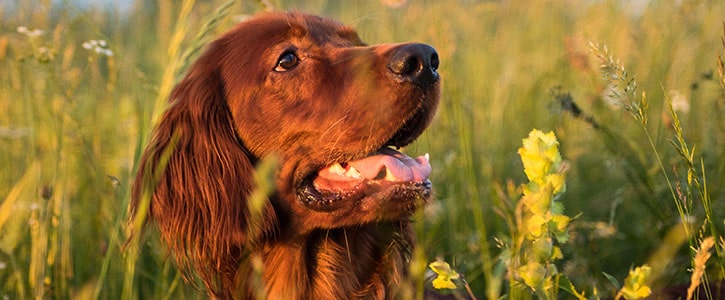 Do dogs have seasonal allergies? - GudFur Ltd