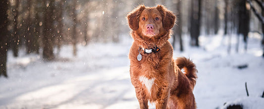 Does cold weather affect your dog’s joints? - GudFur Ltd