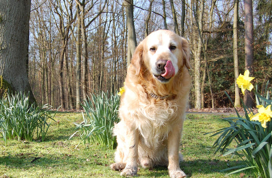 Why do dogs eat poop? - GudFur Ltd