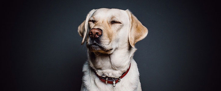 Dog’s Coat - GudFur Ltd