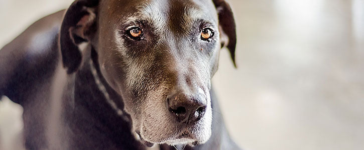 How can I keep my elderly dog healthy? - GudFur Ltd