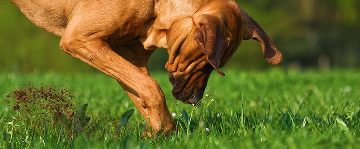How do you stop dogs from digging? - GudFur Ltd