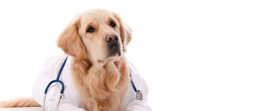 GudFur Blog How to get pet insurance