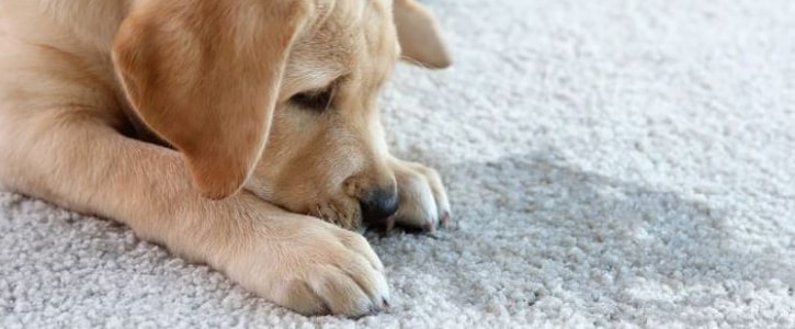 GudFur Blog How to get pet urine smell out of a carpet