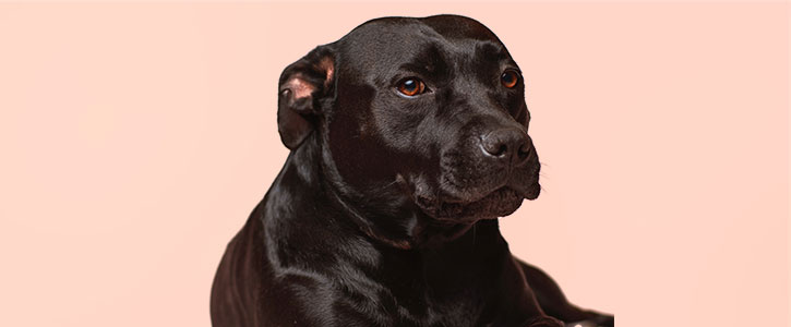 Banner image How to help calm your anxious dog