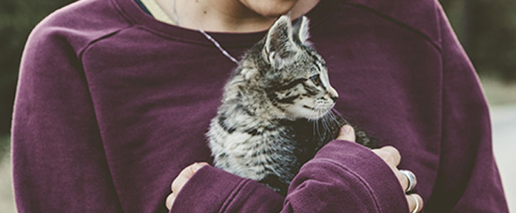 How to keep your cat calm - GudFur Ltd