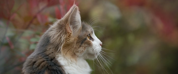 GudFur Blog How to maintain a healthy weight for your cat