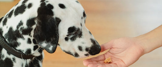 GudFur Blog How to make your own dog treats