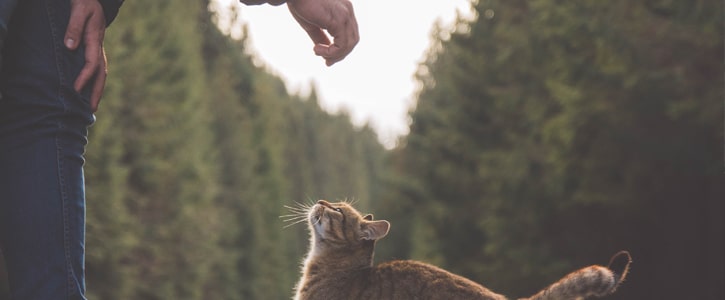GudFur Blog How to pet a cat