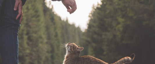 GudFur Blog How to pet a cat