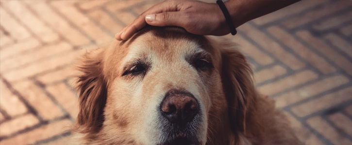 GudFur Blog How to pet a dog