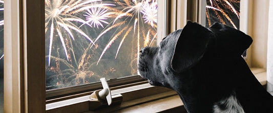 How to prepare your dog for firework season - GudFur Ltd