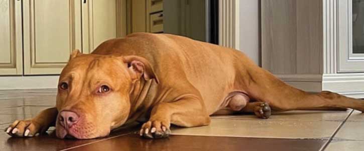 GudFur Blog How to train basic obedience to your dog