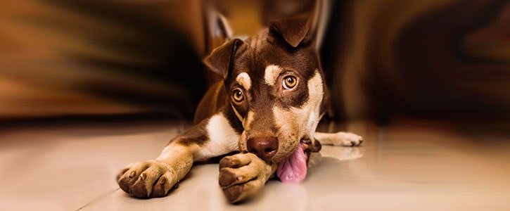 Is a skin condition impacting your dogs behaviour? - GudFur Ltd