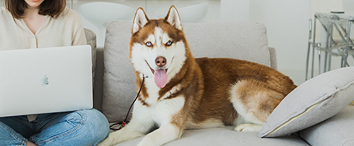 Joint Supplements for Dogs - GudFur Ltd