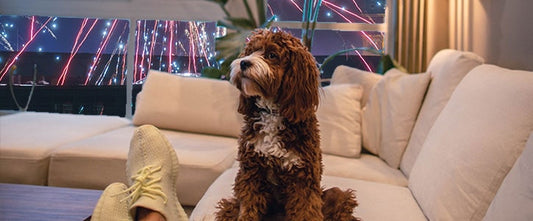New Year's Eve plan for pet owners - GudFur Ltd