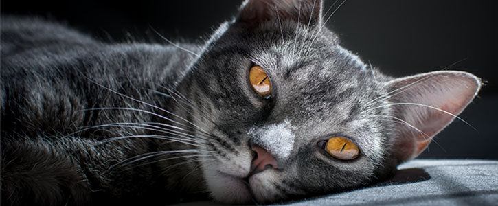 Main banner image Potassium Supplement for Cats