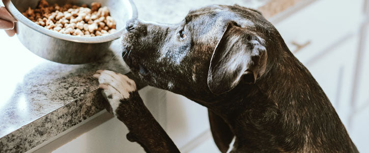 GudFur Blog Probiotics for Dogs