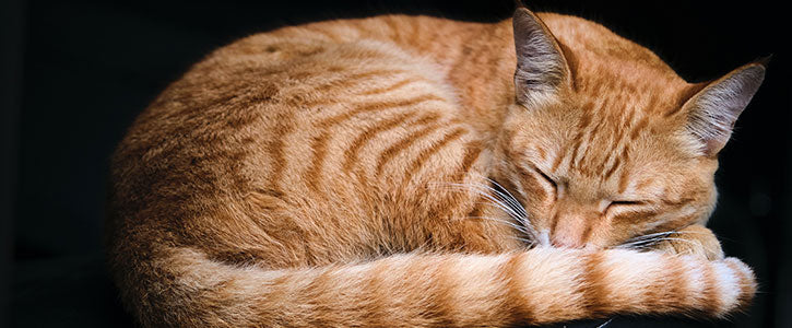 Signs of Arthritis in Cats - GudFur Ltd