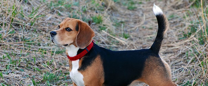 What is my dog’s tail telling me? - GudFur Ltd