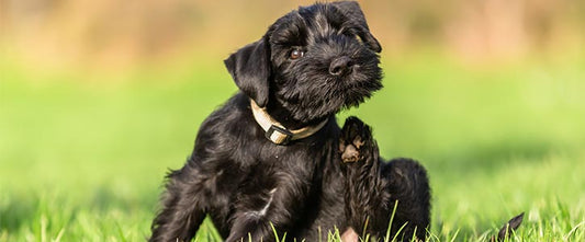 Banner image Why Is My Dog Scratching