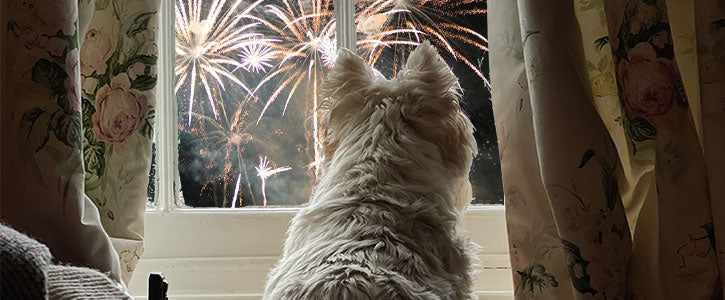 Why are dogs scared of fireworks? - GudFur Ltd