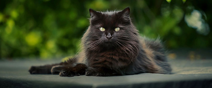 Main banner image why do cats get hip dysplasia?