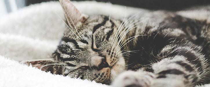 Why do cats get arthritis image