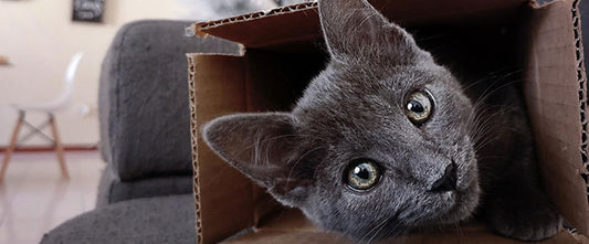 GudFur Blog Banner Why do cats love cardboard boxes?