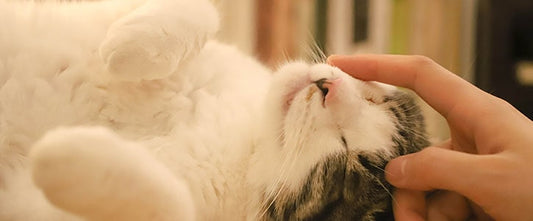 GudFur Blog Why do cats need coat supplements