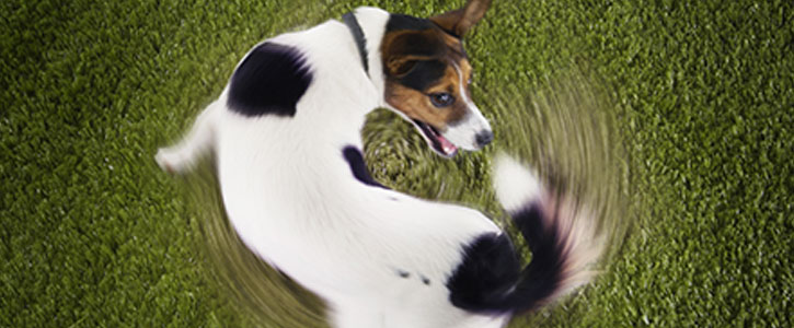 GudFur Blog Why do dogs chase their tails