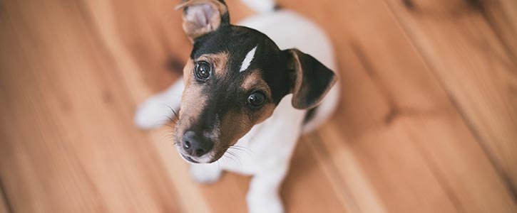 Banner image Why do dogs drag their butts on the ground