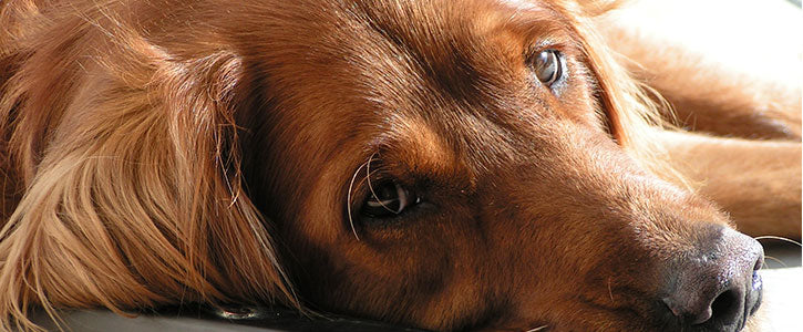 Main banner image Why do dogs get hip dysplasia