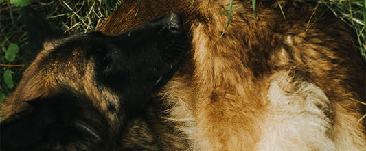 Main banner image Why do dogs lick wounds?