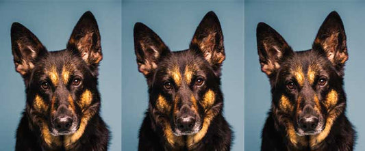 GudFur Blog Why do dogs need coat supplements?