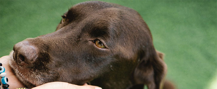 Enhancing Your Dog's Coat Health: The Benefits of Coat Supplements
