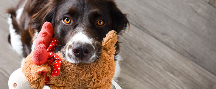 Why do dogs need toys image